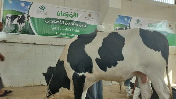 بداية عيد الأضحى: انطلاق الذبح لـ 42 رأس ماشية في المنيا