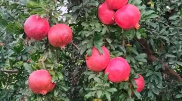 “الزراعة” تصدر نشرة بالتوجيهات الفنية لمزارعي الرمان لشهر يونيو