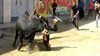 تحذير حول الإفتاء بخصوص مقاطع فيديو هروب الأضاحي