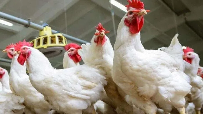 ما هي أسعار الدجاج الأبيض في ثاني أيام عيد الأضحى 2025؟ ما هي أسعار الدجاج الأبيض في ثاني أيام عيد الأضحى 2025؟