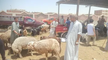 وزير الزراعة يراقب أنشطة لجان التفتيش على مواقع بيع الأضاحي والشوادر