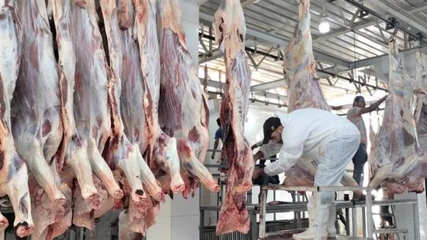 المجازر الحكومية في أسوان تستمر في تقديم خدمات الكشف والذبح للأضاحي مجاناً. المجازر الحكومية في أسوان تستمر في تقديم خدمات الكشف والذبح للأضاحي مجاناً.