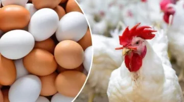 أسعار الدواجن والبيض اليوم، السبت 7 يونيو، في ثاني أيام العيد