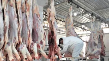 وزارة الزراعة: المسالخ الحكومية استقبلت 9898 أضحية في اليوم الأول من العيد