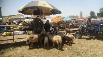 وزير الزراعة يراقب نشاط لجان التفتيش على مواقع بيع الأضاحي