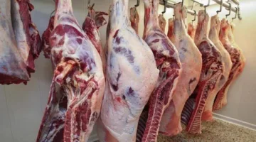 أسعار اللحوم المحلية والمستوردة تحافظ على استقرارها في الأسواق اليوم، السبت 7 يونيو 2025