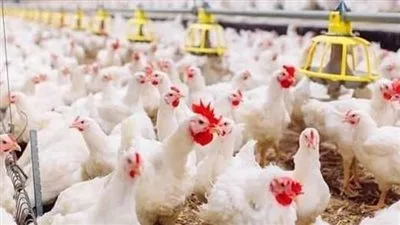 أسعار الدواجن خلال عطلة عيد الأضحى.. وارتفاع سعر الكتكوت إلى 14 جنيه أسعار الدواجن خلال عطلة عيد الأضحى.. وارتفاع سعر الكتكوت إلى 14 جنيه