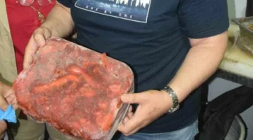 مصادرة 225 كيلو من الأطعمة غير المعروفة المصدر وغير المناسبة للاستهلاك في الغربية
