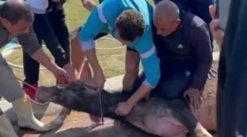 هل يمكن التقاط الصور مع الأضاحي قبل أو بعد الذبح، أو أثناء عملية الذبح؟