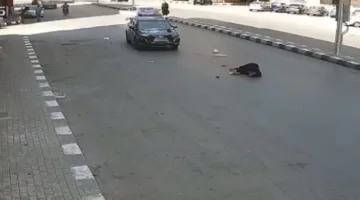 سيارة خاصة تصدم فتاة في طنطا والشرطة تبذل جهودًا مكثفة للقبض على السائق
