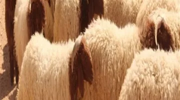 دار الإفتاء توضح الحد الأقصى لذبح الأضاحي