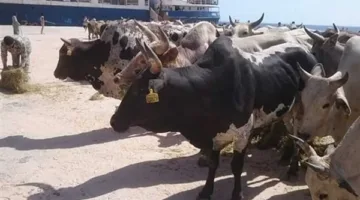 طريقة صحية وسهلة لتنظيف رأس العجل في المنزل