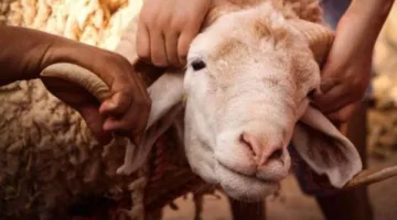 الجيزة: ذبح 2202 أضحية مجانًا في المسالخ.. ورصد مكثف لمكافحة الذبح غير المنظم
