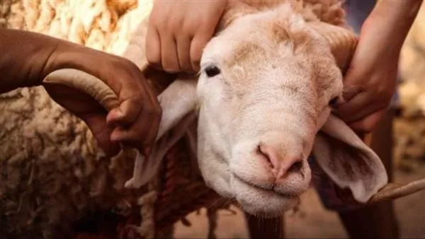 الجيزة: ذبح 2202 أضحية مجانًا في المسالخ.. ورصد مكثف لمكافحة الذبح غير المنظم