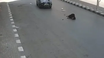 بالصور: وفاة سيدة جراء حادث اصطدام بسيارة طالب في الغربية