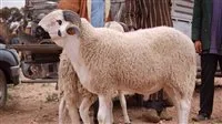 عاجل | عيد الأضحى 2025: الإفتاء توضح الموعد النهائي لذبح الأضاحي