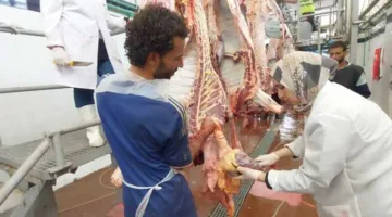 تواصل العمل في مجازر البحر الأحمر في اليوم الثاني من عيد الأضحى