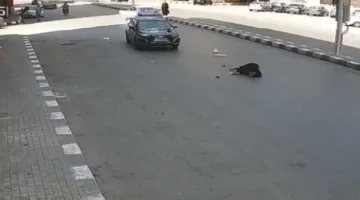 القبض على طالب جامعي بعد صدمه سيدة مسنّة بسيارته في طنطا