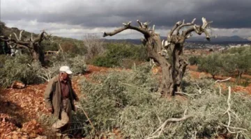 إسرائيل تعتقل 11 فلسطينياً في الضفة الغربية بينما يقوم المستوطنون بقطع 100 شجرة زيتون.