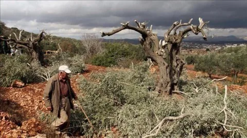 إسرائيل تعتقل 11 فلسطينياً في الضفة الغربية بينما يقوم المستوطنون بقطع 100 شجرة زيتون. إسرائيل تعتقل 11 فلسطينياً في الضفة الغربية بينما يقوم المستوطنون بقطع 100 شجرة زيتون.