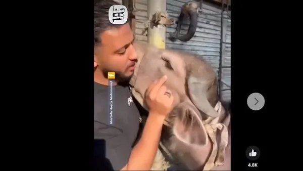 لحظة مؤثرة.. أضحية تثير مشاعر صاحبها فتمنعه من ذبحها في اللحظة الأخيرة (فيديو) لحظة مؤثرة.. أضحية تثير مشاعر صاحبها فتمنعه من ذبحها في اللحظة الأخيرة (فيديو)