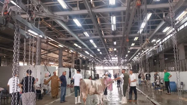 الزراعة: المجازر الحكومية سجلت استقبال أكثر من 20 ألف أضحية في اليومين الأولين من عيد الأضحى