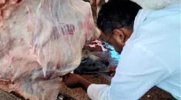 وزارة الزراعة: ذبح أكثر من 20 ألف أضحية في المجازر الحكومية دون تكاليف حتى الآن