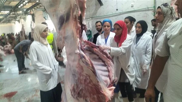 محافظ أسيوط: تم ذبح أكثر من 320 أضحية في المجازر الحكومية خلال اليومين الأولين من عيد الأضحى