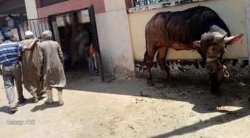 ذبح أكثر من 320 أضحية في المجازر الحكومية بأسيوط خلال اليومين الأولين من عيد الأضحى المبارك.