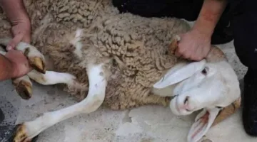 ما هو حكم ذبح الأضحية في اليوم الثالث من العيد؟