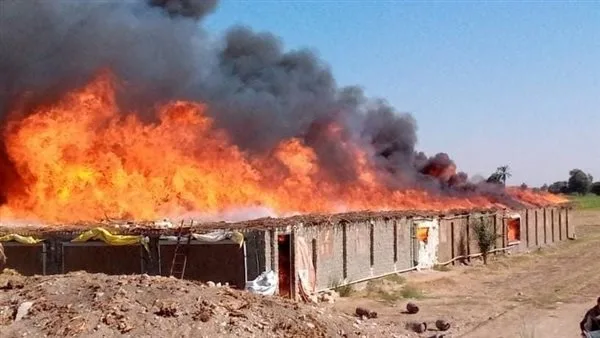 إطفاء حريق دمر مزرعة دواجن في البدرشين إطفاء حريق دمر مزرعة دواجن في البدرشين