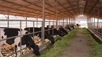 الزراعة: استراتيجية وقائية لحماية الثروة الحيوانية إثر تسجيل حالات إصابة بالحمى القلاعية في عدد من الدول