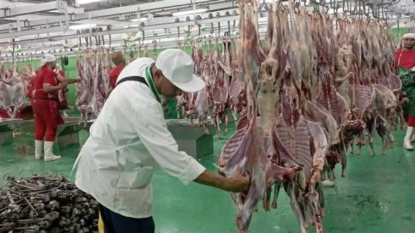 البعثة المصرية للذبح والأضاحي تحصل على رسالة تقدير من الجهات السعودية البعثة المصرية للذبح والأضاحي تحصل على رسالة تقدير من الجهات السعودية