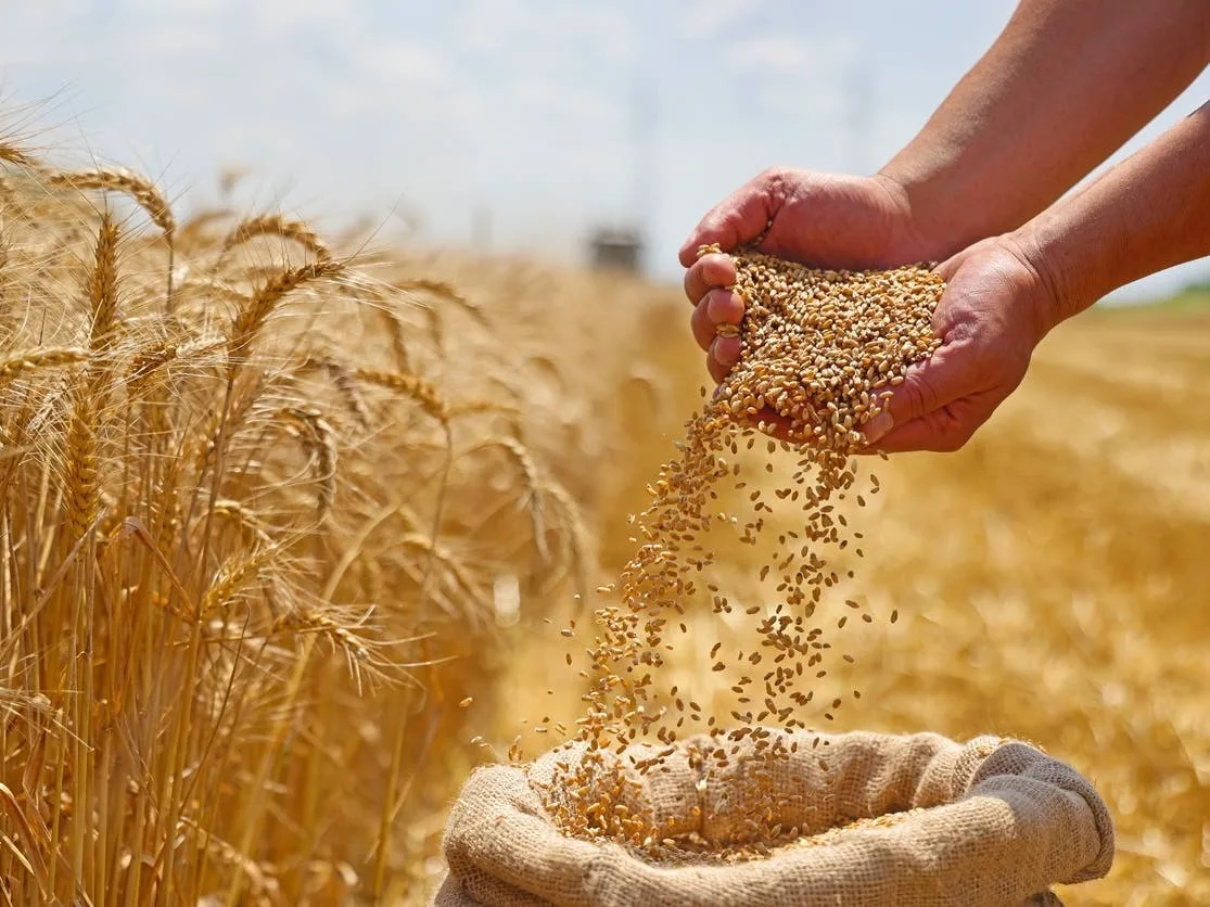 رغيف الخبز من ترابنا.. مصر تقترب من وقف استيراد القمح رغيف الخبز من ترابنا.. مصر تقترب من وقف استيراد القمح