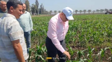 “الزراعة” تواصل تنفيذ خطط إنتاج بذور المحاصيل الزراعية خلال فترة عطلة العيد