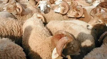 الأوقاف تواصل إصدار صكوك الأضاحي لليوم الثالث