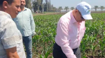 «الزراعة» تواصل متابعة برامج زيادة إنتاج بذور المحاصيل الزراعية في محطة بحوث الجميزة خلال عطلة العيد