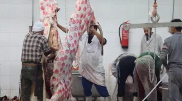 “وزارة الزراعة”: استقبلت المسالخ الحكومية 28 ألف أضحية خلال ثلاثة أيام من عيد الأضحى.