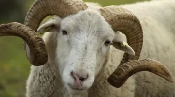 ما هو آخر وقت مسموح به لتقديم الأضحية؟.. الإجابة من الإفتاء