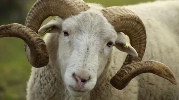 ما هو آخر وقت مسموح به لتقديم الأضحية؟.. الإجابة من الإفتاء ما هو آخر وقت مسموح به لتقديم الأضحية؟.. الإجابة من الإفتاء