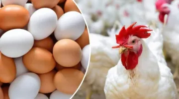 أسعار الدواجن والبيض بتاريخ الاثنين 9 يونيو