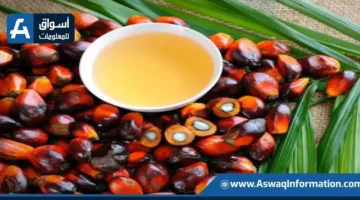 زيادة أسعار العقود الآجلة لزيت النخيل الماليزي في انتظار معلومات حيوية