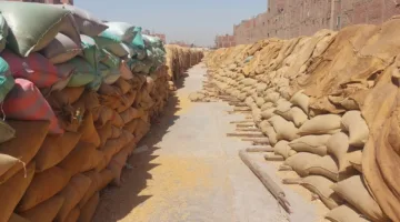 محافظ أسيوط: استقرار عمليات توريد القمح واستلام 177 ألف طن منذ بداية الموسم