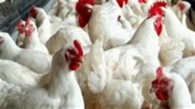 أسعار الدجاج والكتاكيت اليوم الاثنين 9 يونيو في سوق الدواجن والأسواق المحلية
