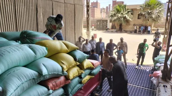 توفير 271 ألف طن من القمح في مراكز التوريد والتخزين بمحافظة الدقهلية توفير 271 ألف طن من القمح في مراكز التوريد والتخزين بمحافظة الدقهلية