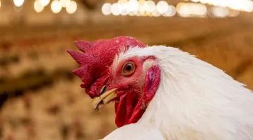 سعر كيلو الدجاج الأبيض اليوم في المزارع والأسواق بتاريخ 9 يونيو 2025