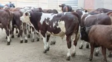 بعد قضائهم 15 عامًا في السجن.. عصابة سرقة المواشي تعيد النظر في حكم محكمة الجنايات