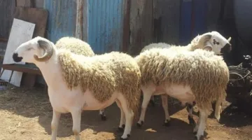 آخر موعد لتقديم الأضحية: بعد غروب الشمس في اليوم الثالث عشر من شهر ذي الحجة