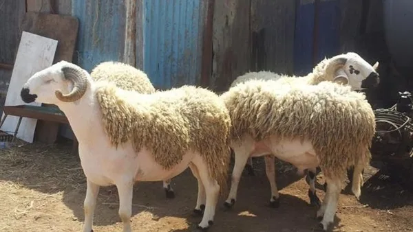 آخر موعد لتقديم الأضحية: بعد غروب الشمس في اليوم الثالث عشر من شهر ذي الحجة آخر موعد لتقديم الأضحية: بعد غروب الشمس في اليوم الثالث عشر من شهر ذي الحجة