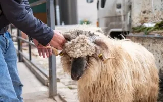 نتيجة لوجود جزارين هواة ولحّامين غير متخصصين.. 14 ألف حالة إصابة في تركيا خلال عيد الأضحى